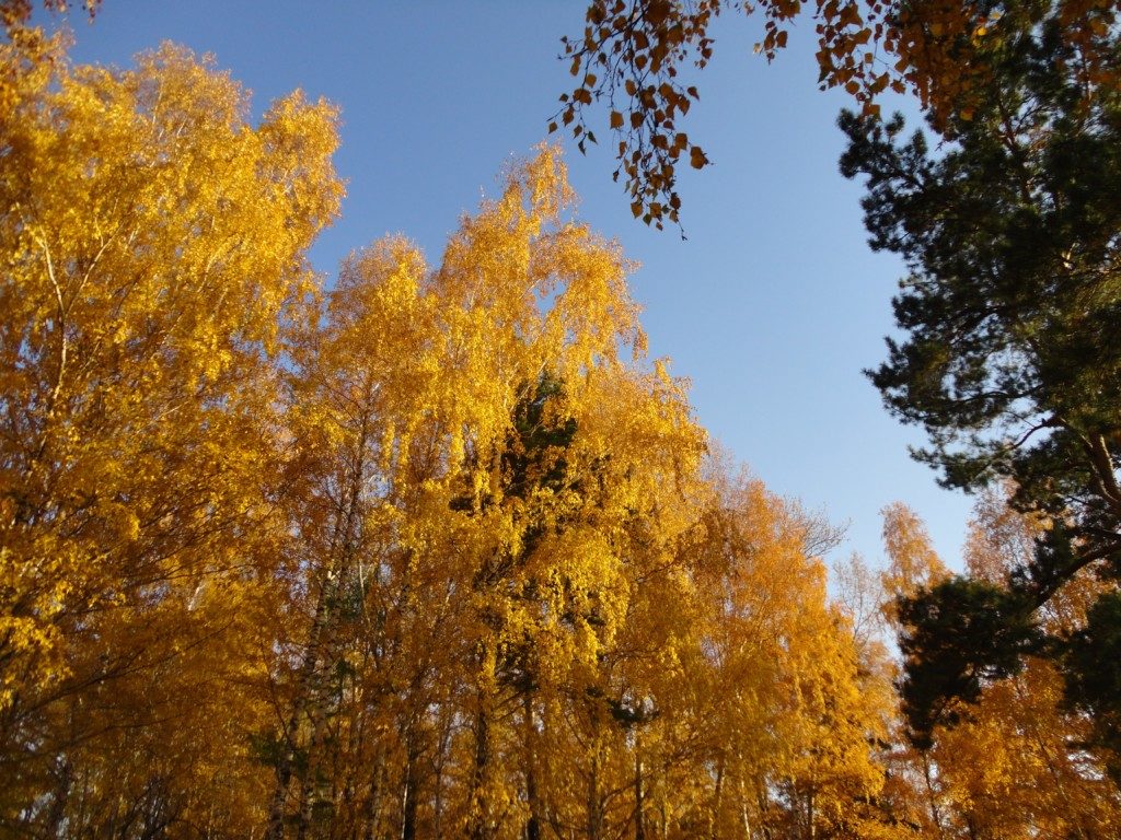 Иван Узанов Осень золотая